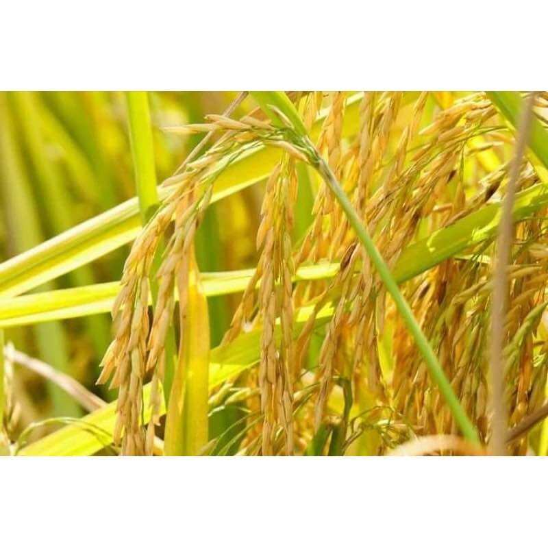 Gạo ST25 Thơm dẻo dai cơm Bao 10kg