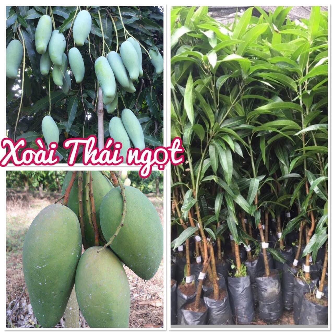 Cây giống Xoài Thái ngọt