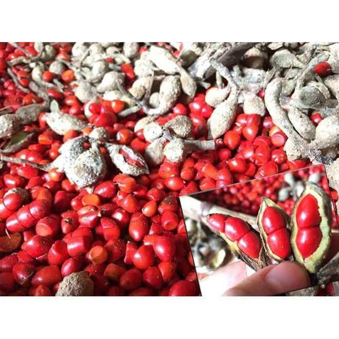 HẠT DỔI GIÁ SỈ