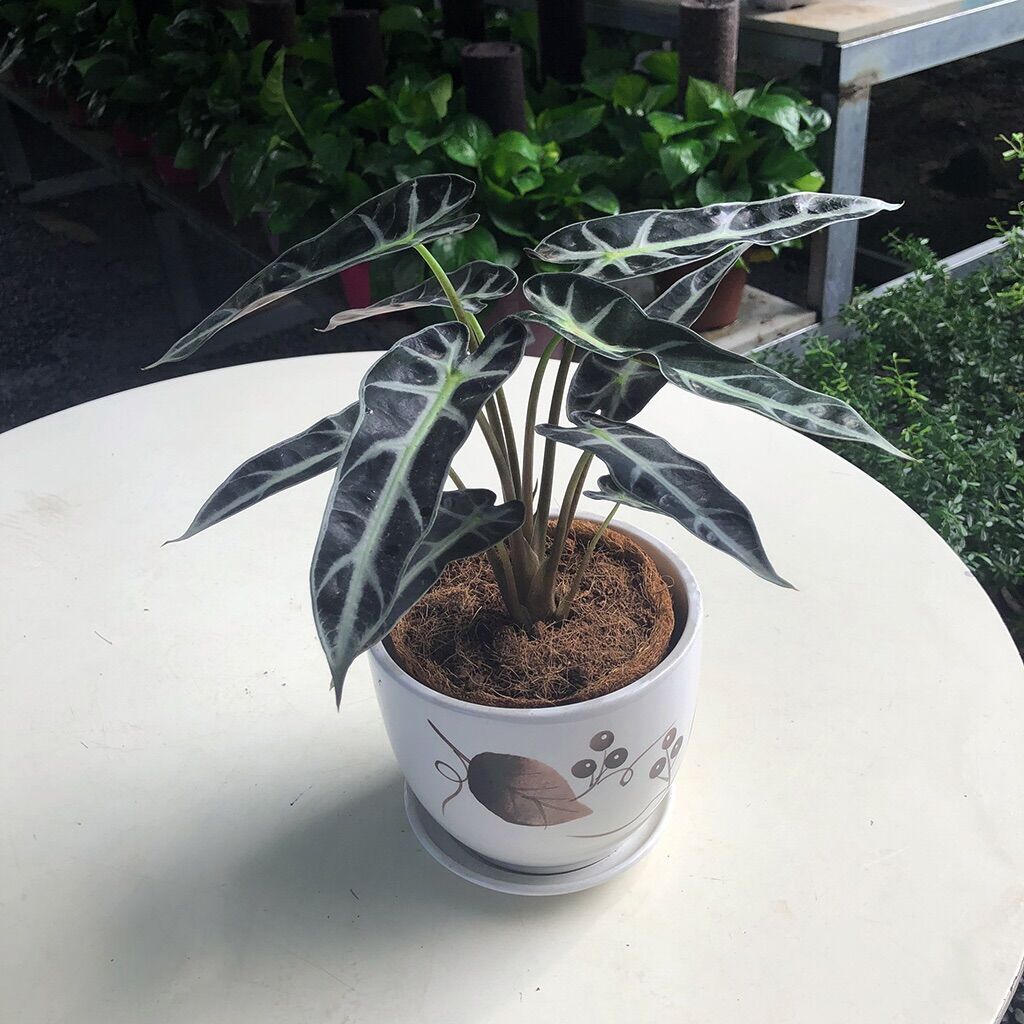 <CÂY PHONG THỦY>Cây Môn quan âm - Alocasia Polly sz nhỏ