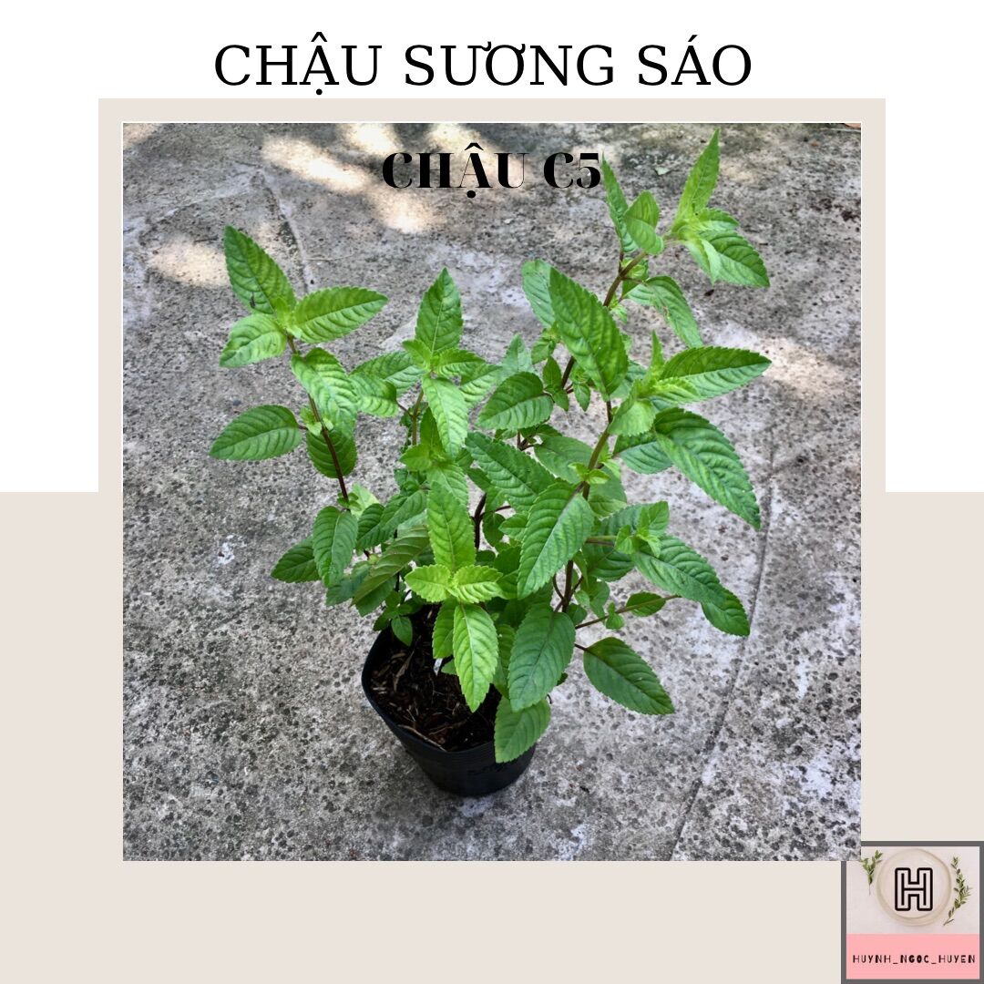 Chậu sương sáo