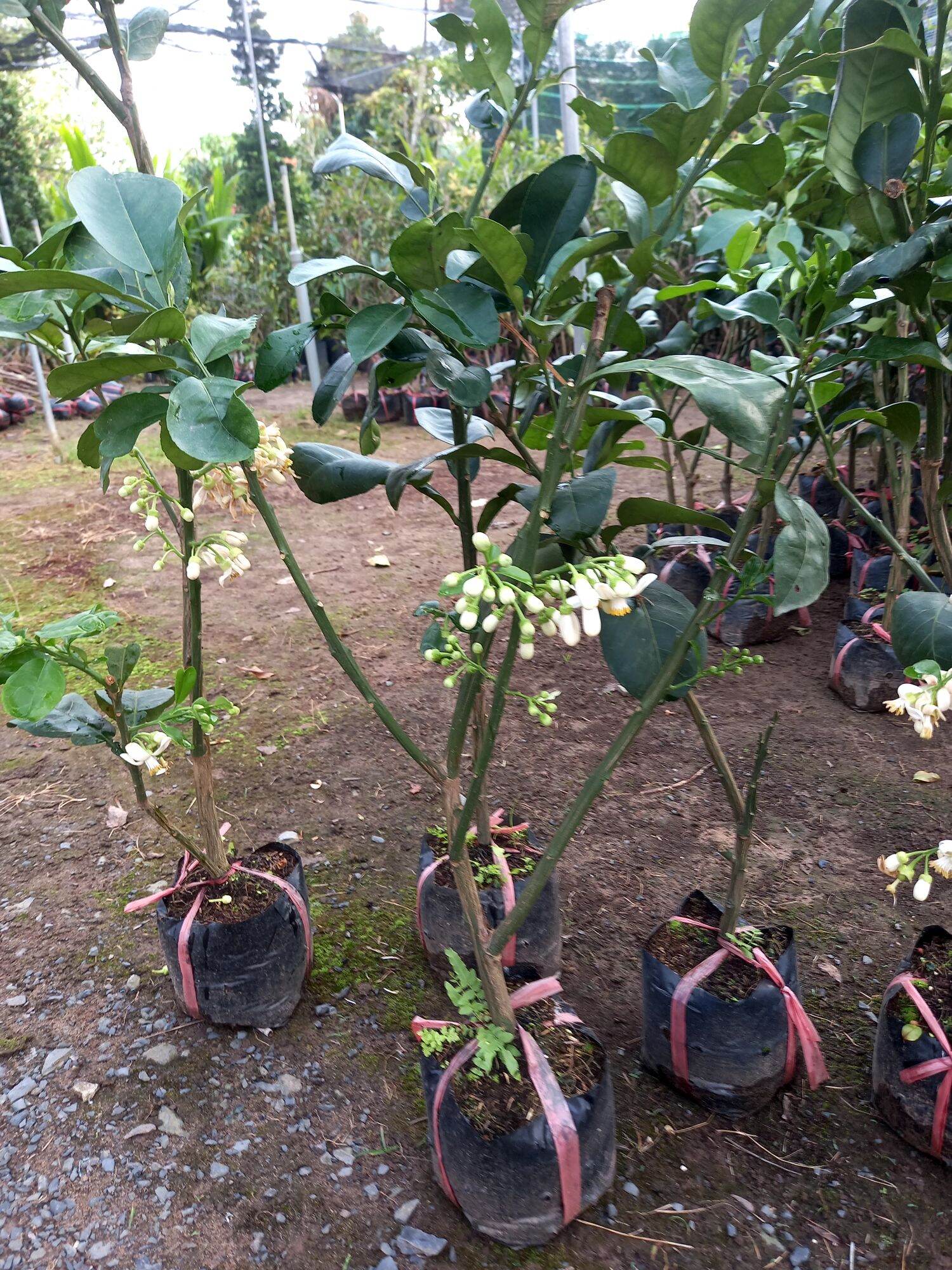 cây bưởi da xanh ruột đỏ