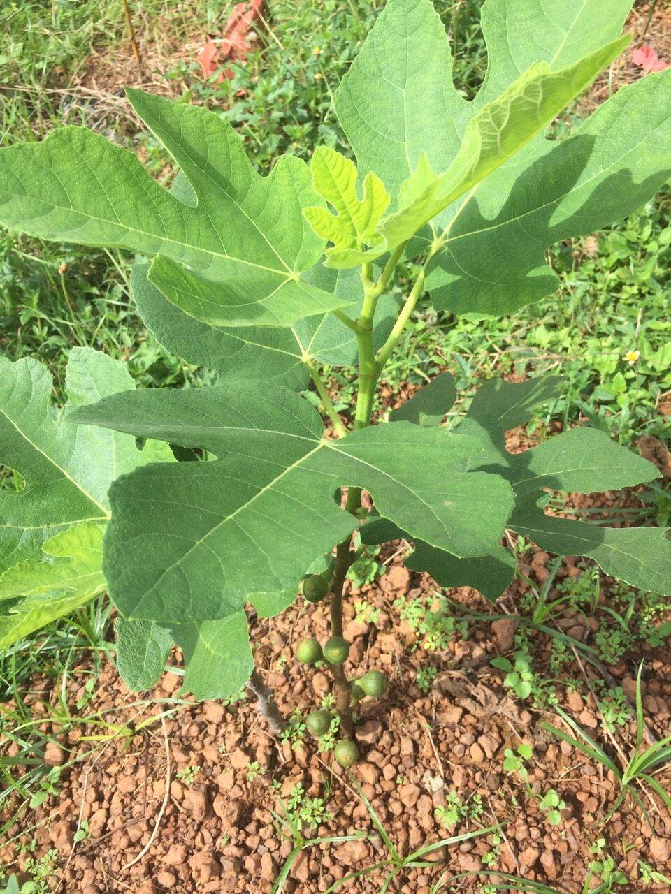 Phân trùn quế viên nén cao cấp 1kg