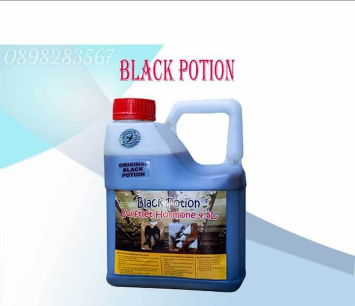 Dung dịch nhà yến Black Potion tăng bầy đàn