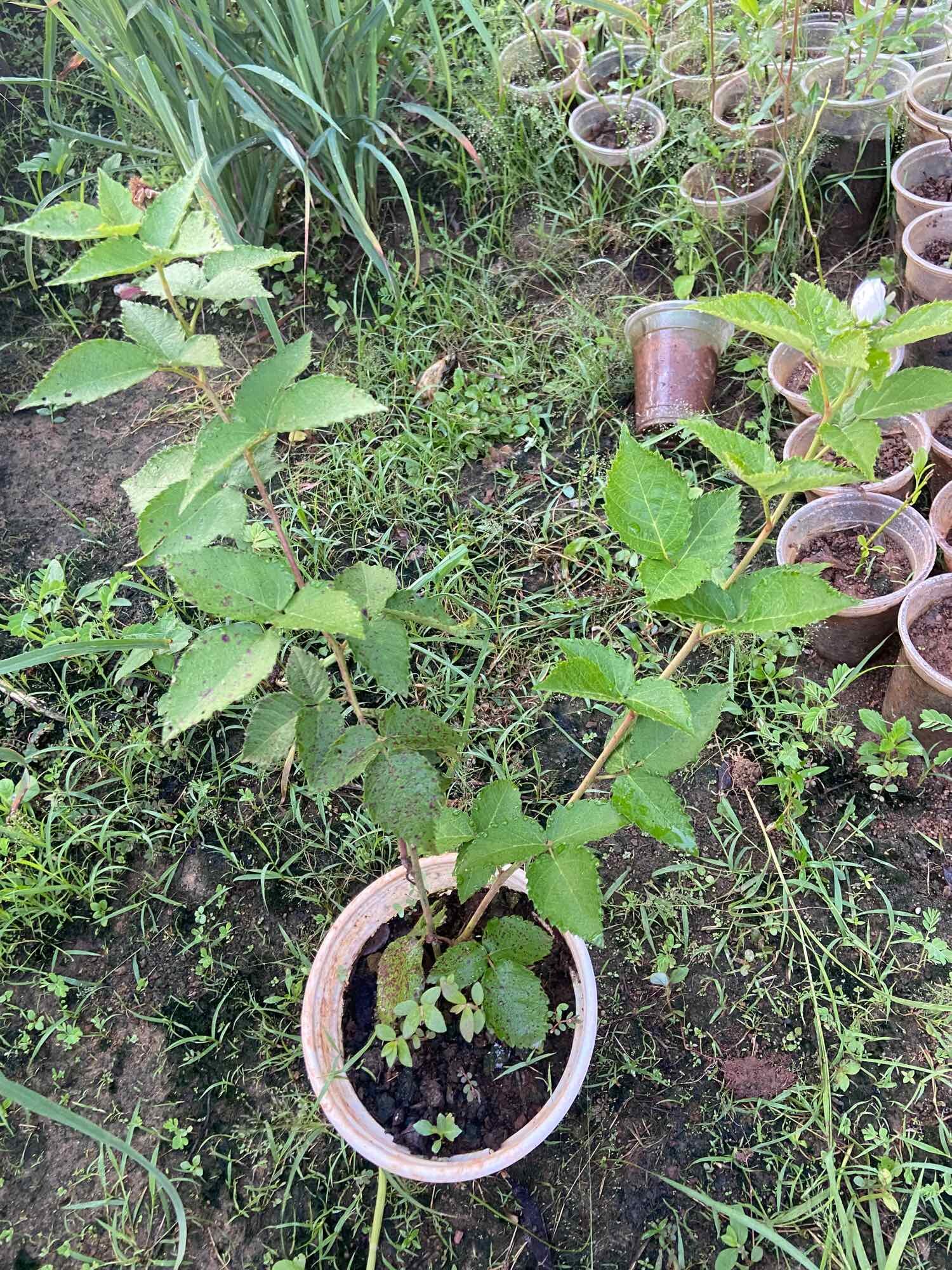 Cây mâm xôi đen (phúc bồn tử đen)