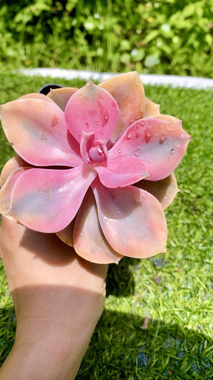 Sen đá Hồng dâu var