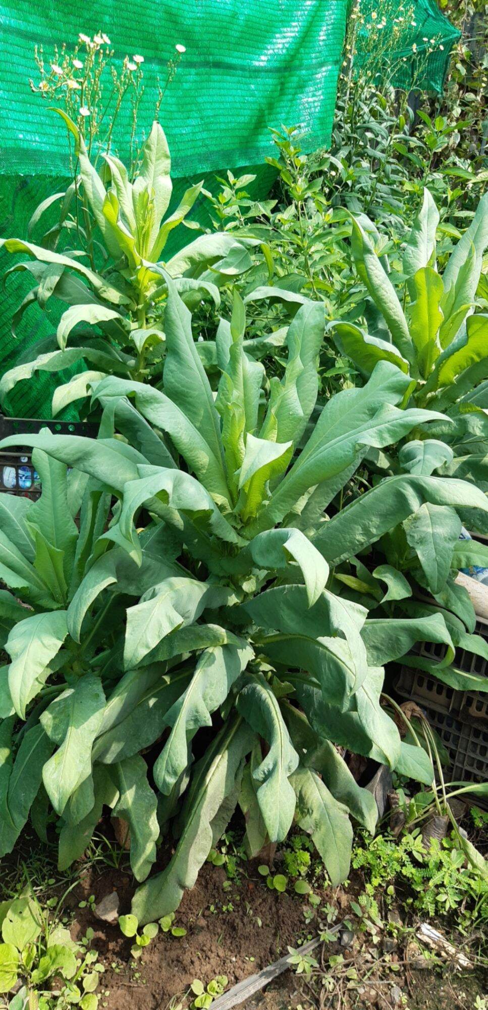 Bầu cây giống bồ công anh - mỗi bầu có 2-3 cây con