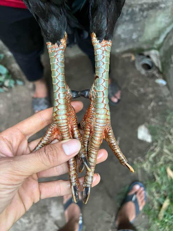 10 Trứng Gà thuần chủng ấp nở con giống