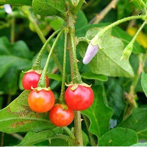 Hạt giống cà gai leo 50 hạt