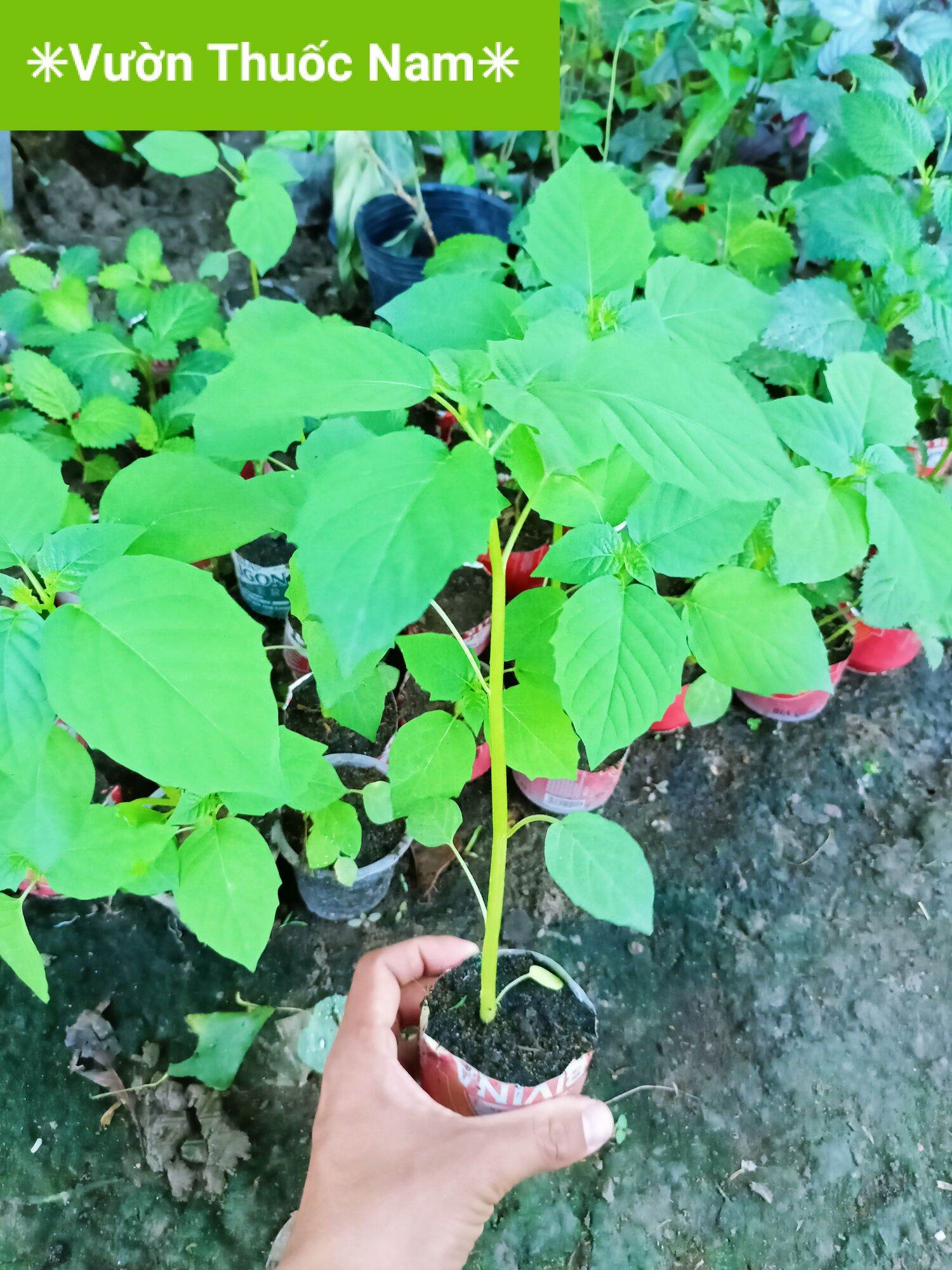 1 cây thù lù cây tầm bóp làm giống