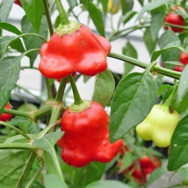 Hạt ớt hoa hồng gói 40 hạt