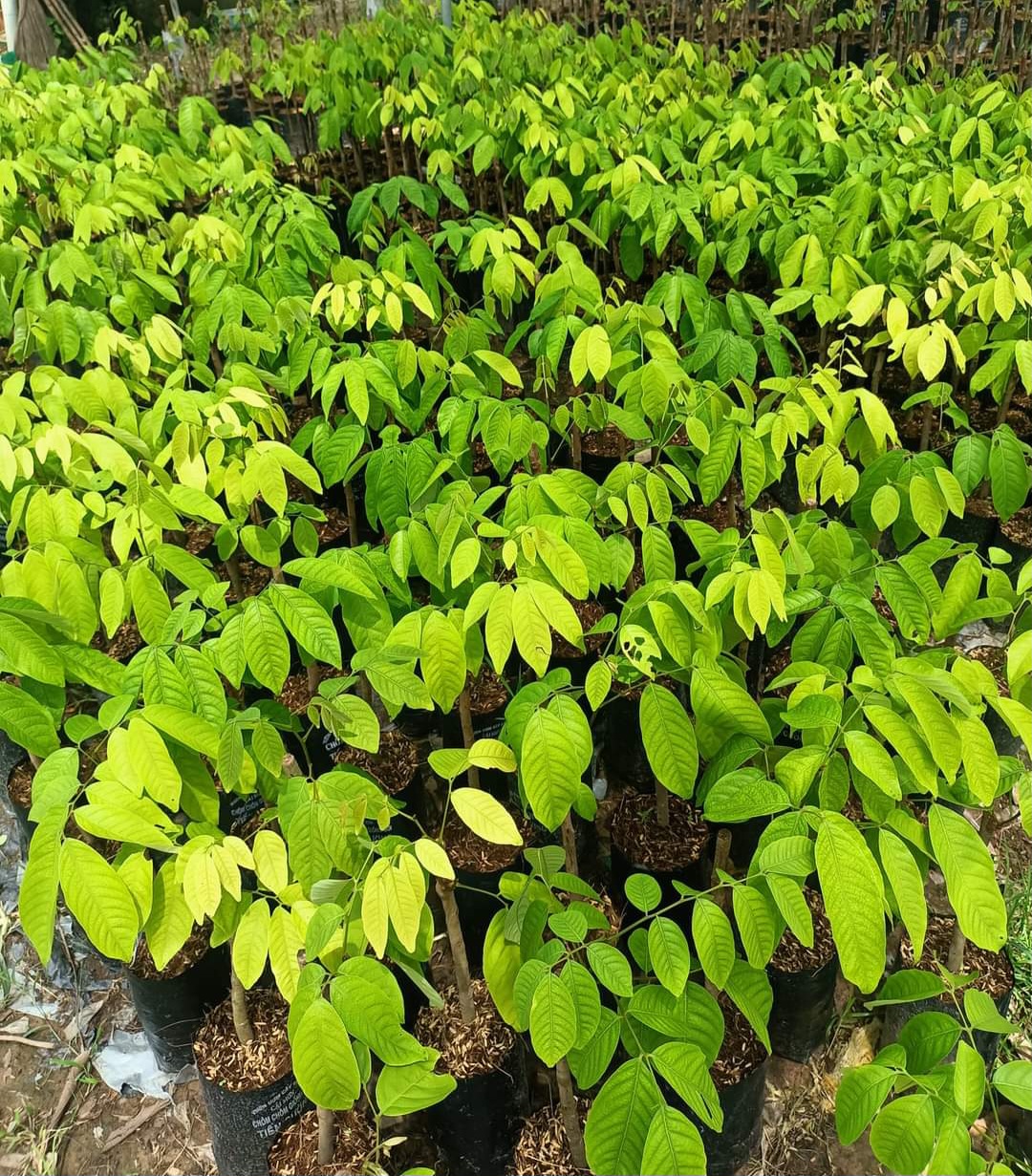 Cây chôm chôm java,chôm chôm thường