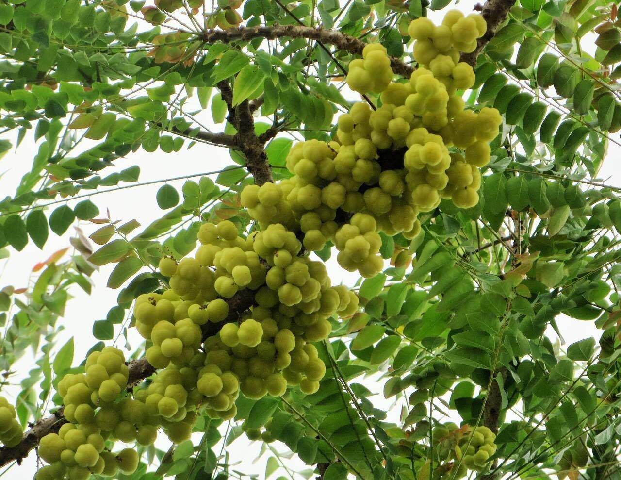 CÂY GIỐNG CHÙM RUỘT NGỌT