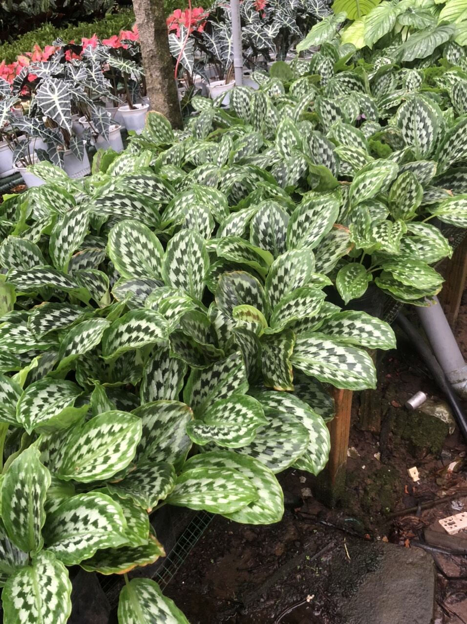 Cây đuôi công calathea merak