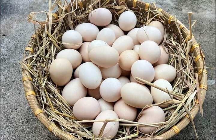 10 Trứng gà ta ấp được
