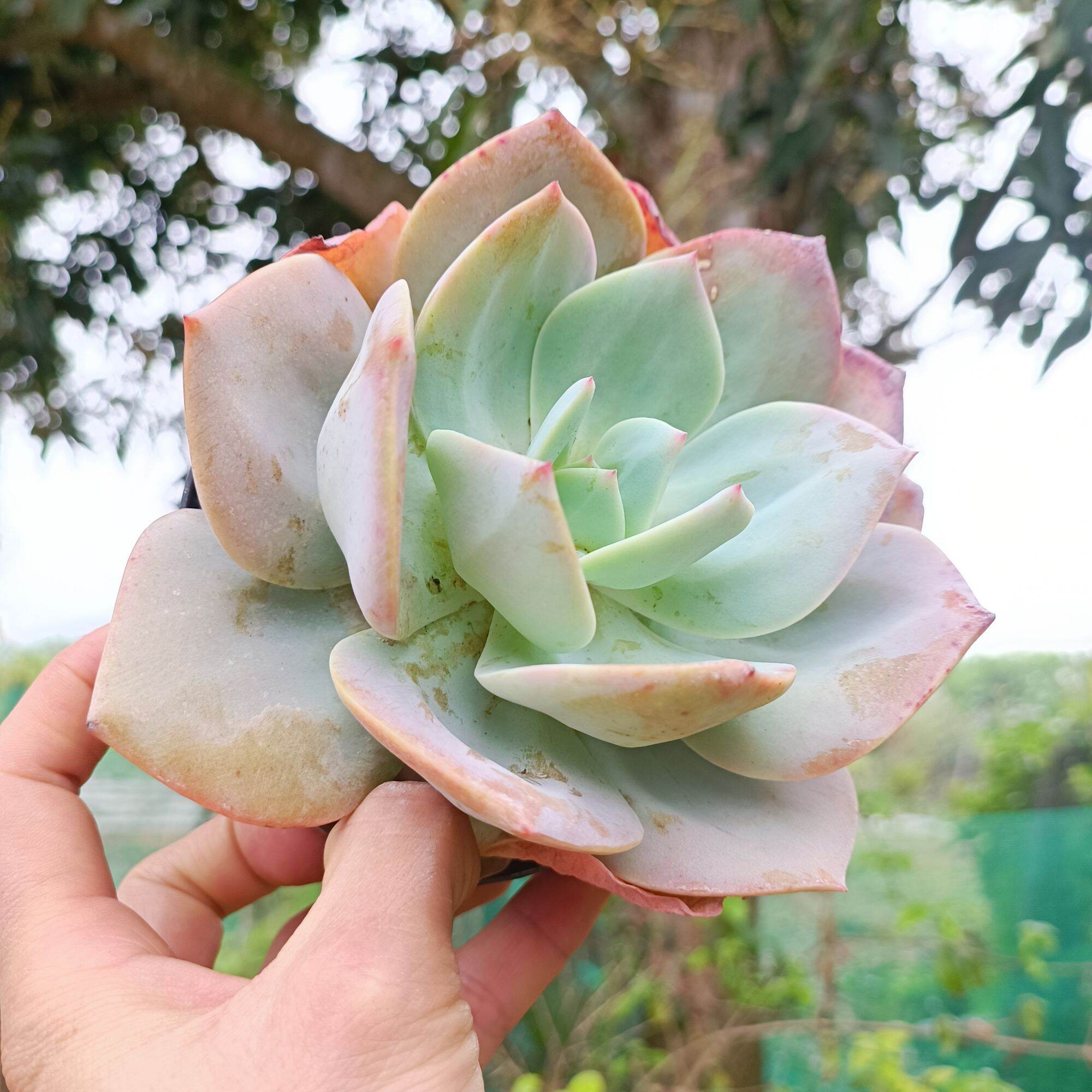 Sale khủng - Sen Đá Bèo Nhật 12_13 cm