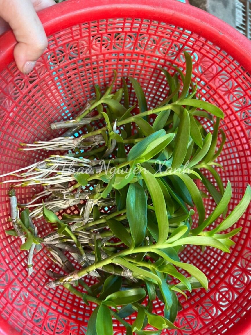 Kie Phi Điệp Chớp Mỹ - Chuẩn Mặt Hoa