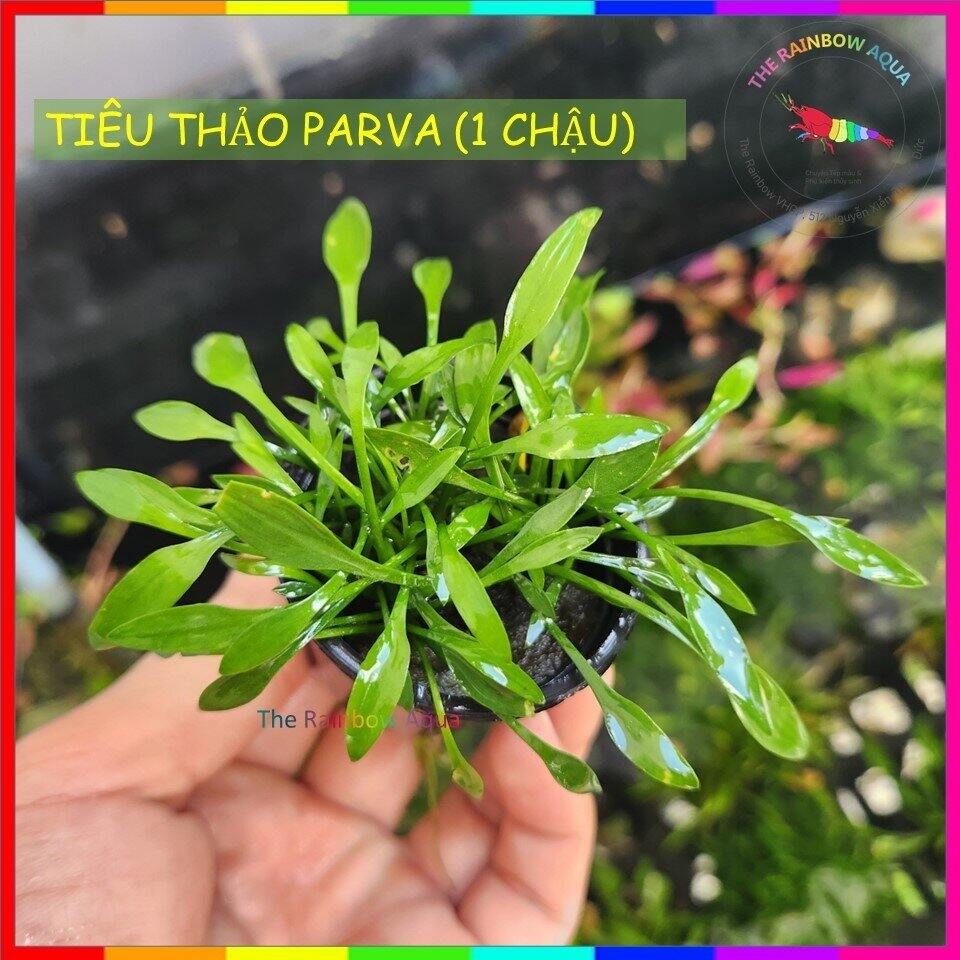 Tiêu thảo Parva, cây thủy sinh đẹp khỏe không cần CO2