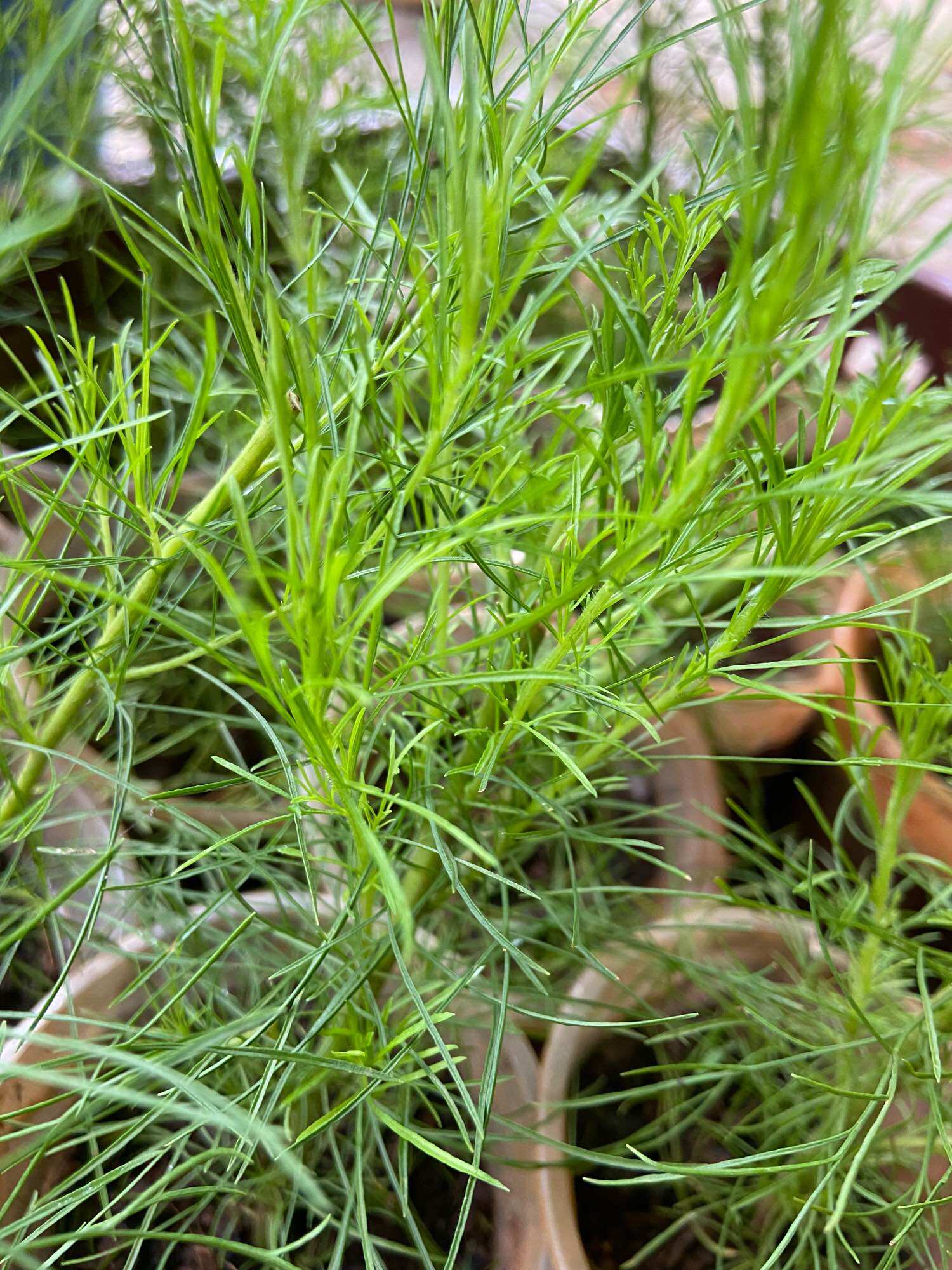 Cây giống thì là thân gỗ