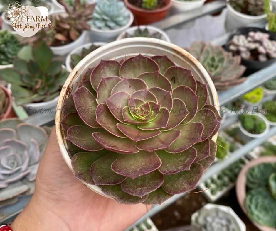SEN ĐÁ RANDOM SIZE TRUNG BÌNH “HẠT DẺ’’ 9-12CM (1 CÂY)🏺MUA NHIỀU CHỌN KHÁC LOẠI (TỐI ĐA 5 LOẠI) 🌈