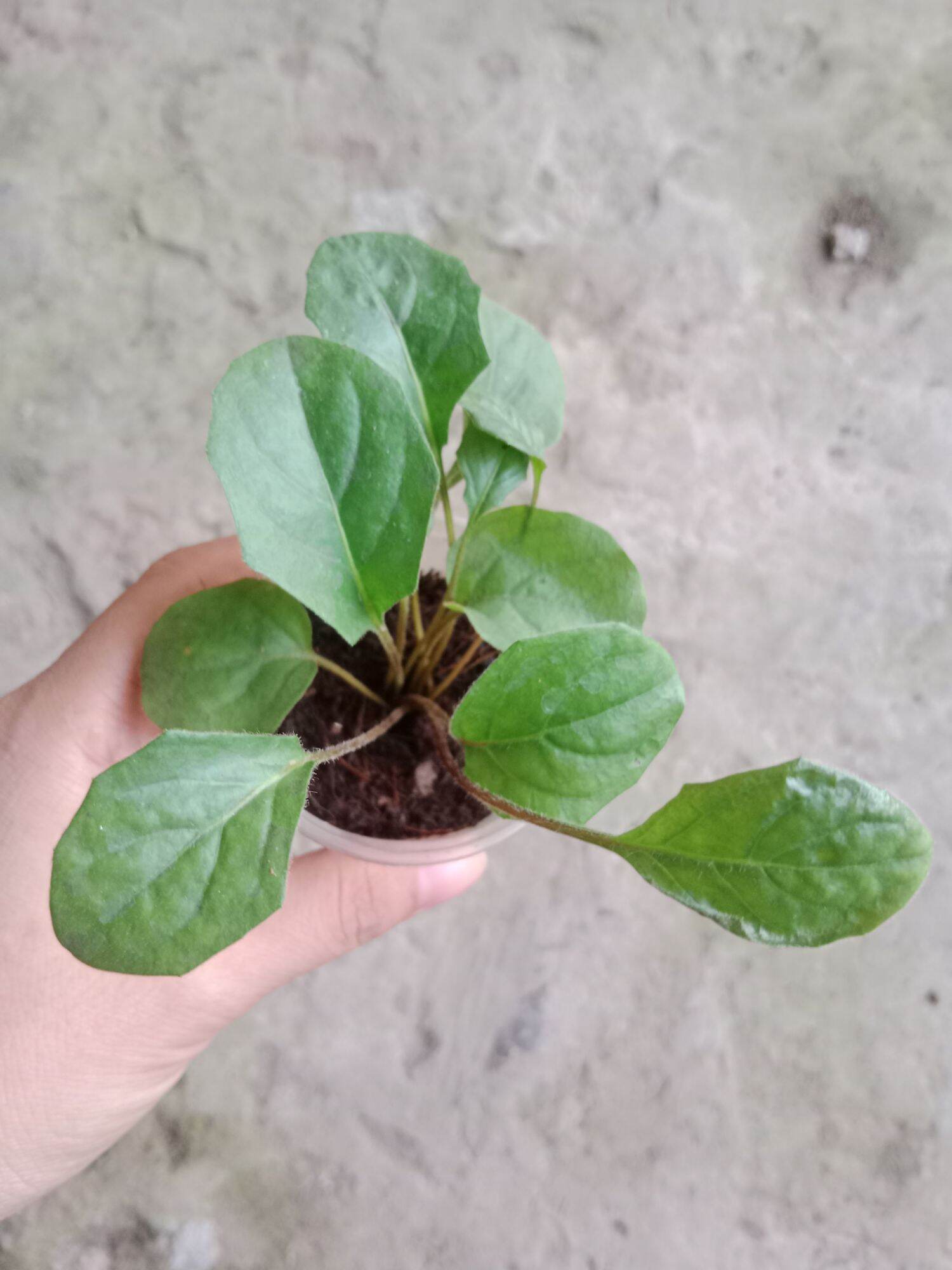 (Cây bé) CÚC ĐỒNG TIỀN HỒNG NHỤY ĐEN