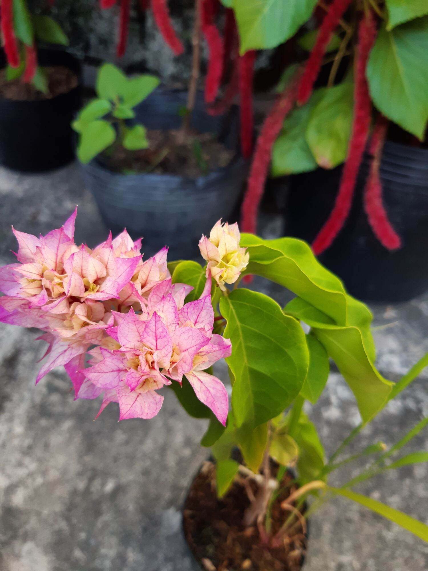 hoa giấy kép phớt hồng (cây đang hoa)