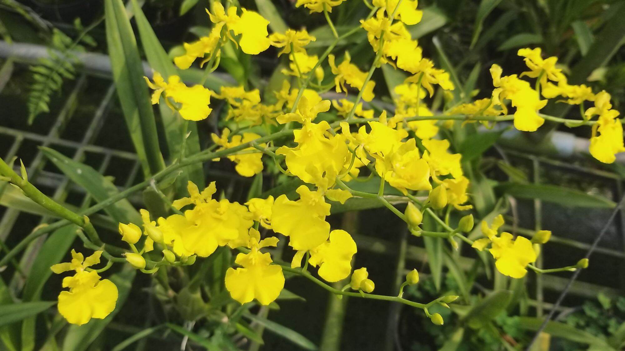 Lan vũ nữ vàng tuyền, chậu nhiều thân to đẹp.