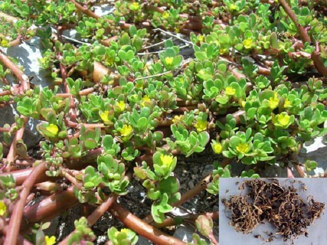 1GR - HẠT GIỐNG RAU SAM
