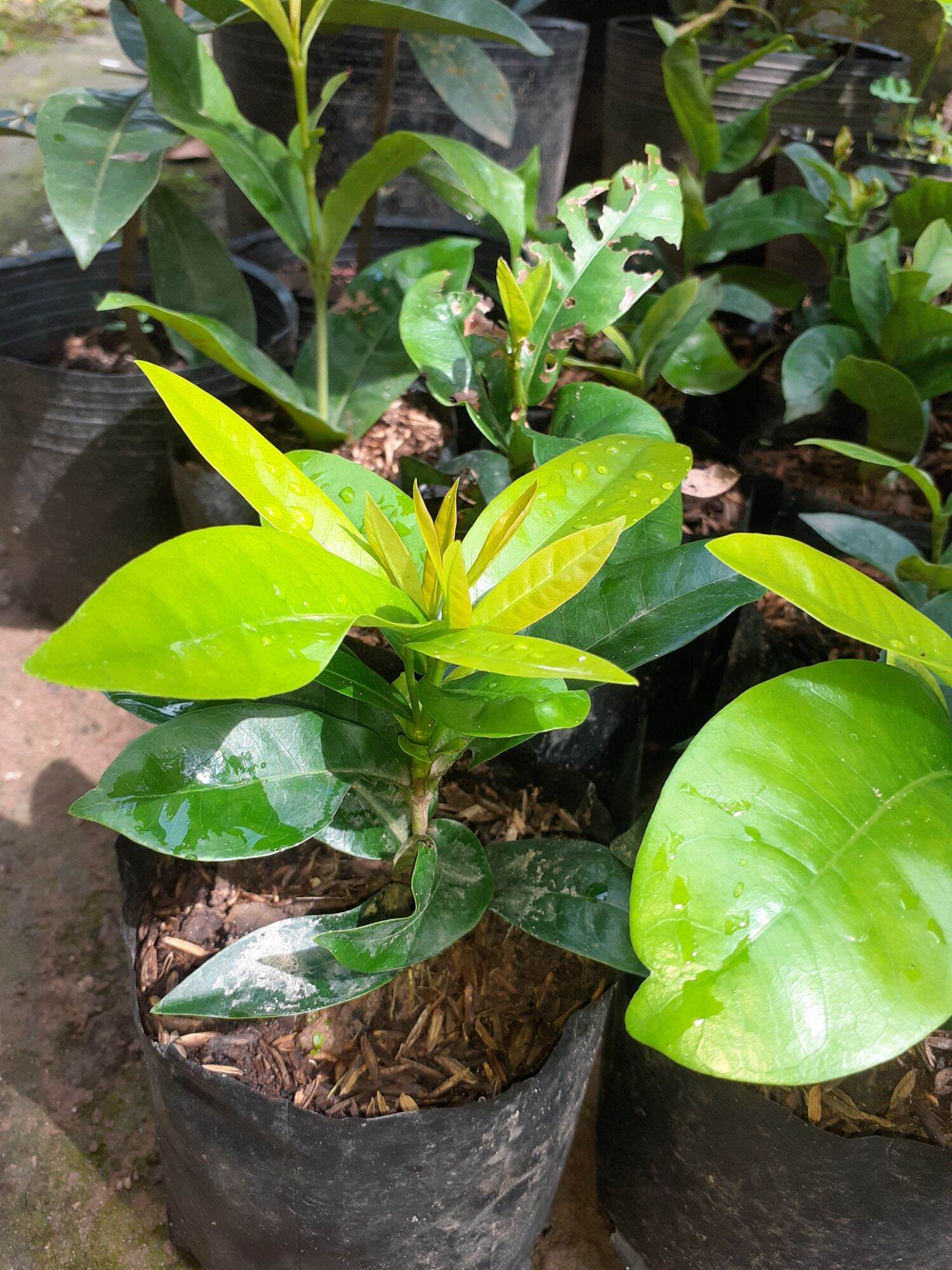 VÀNG DẠ QUANG( CÂY GIỐNG ẢNH 4)