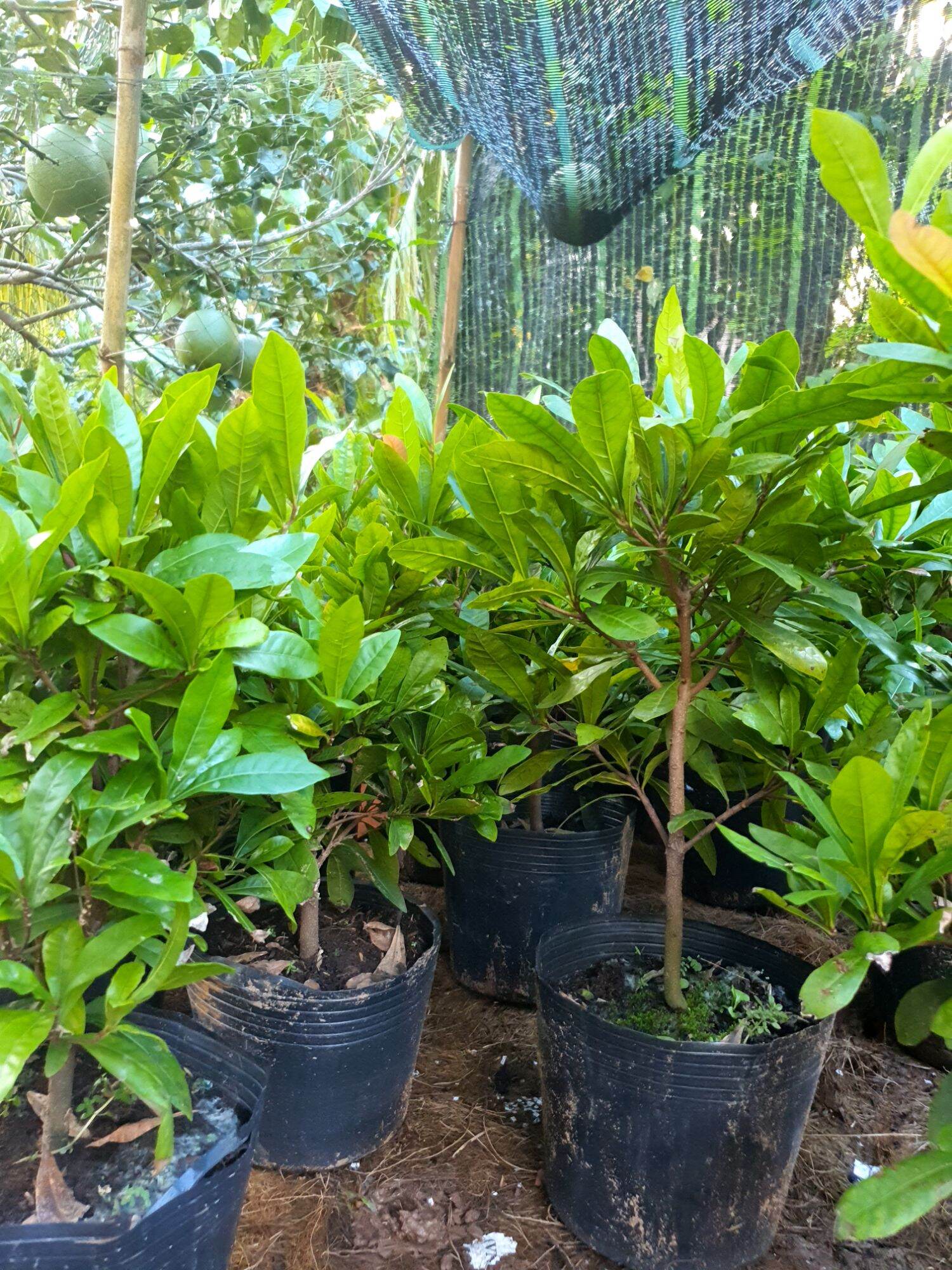 Cây thần kỳ giống cao 30 đến 40cm