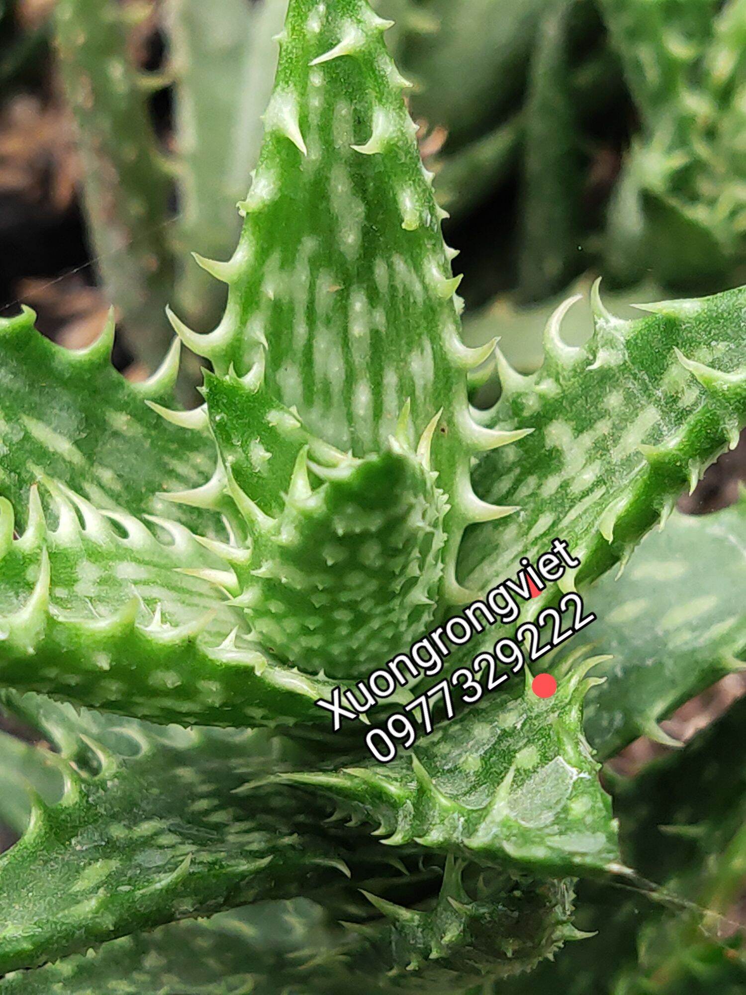 Sen đá Aloe hàm cá mập nhỏ