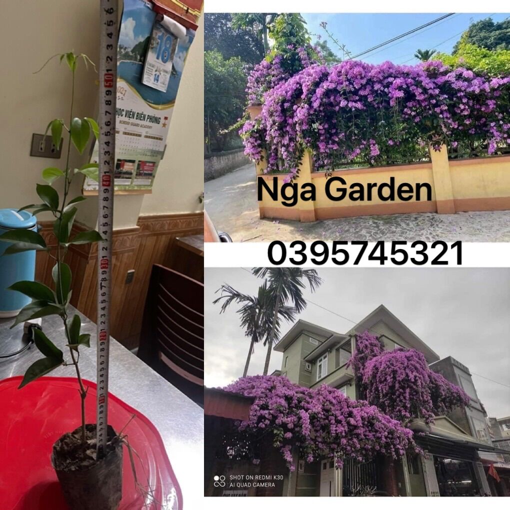 Cây giống hoa lan tỏi cao 50-60 cm Ngagarden