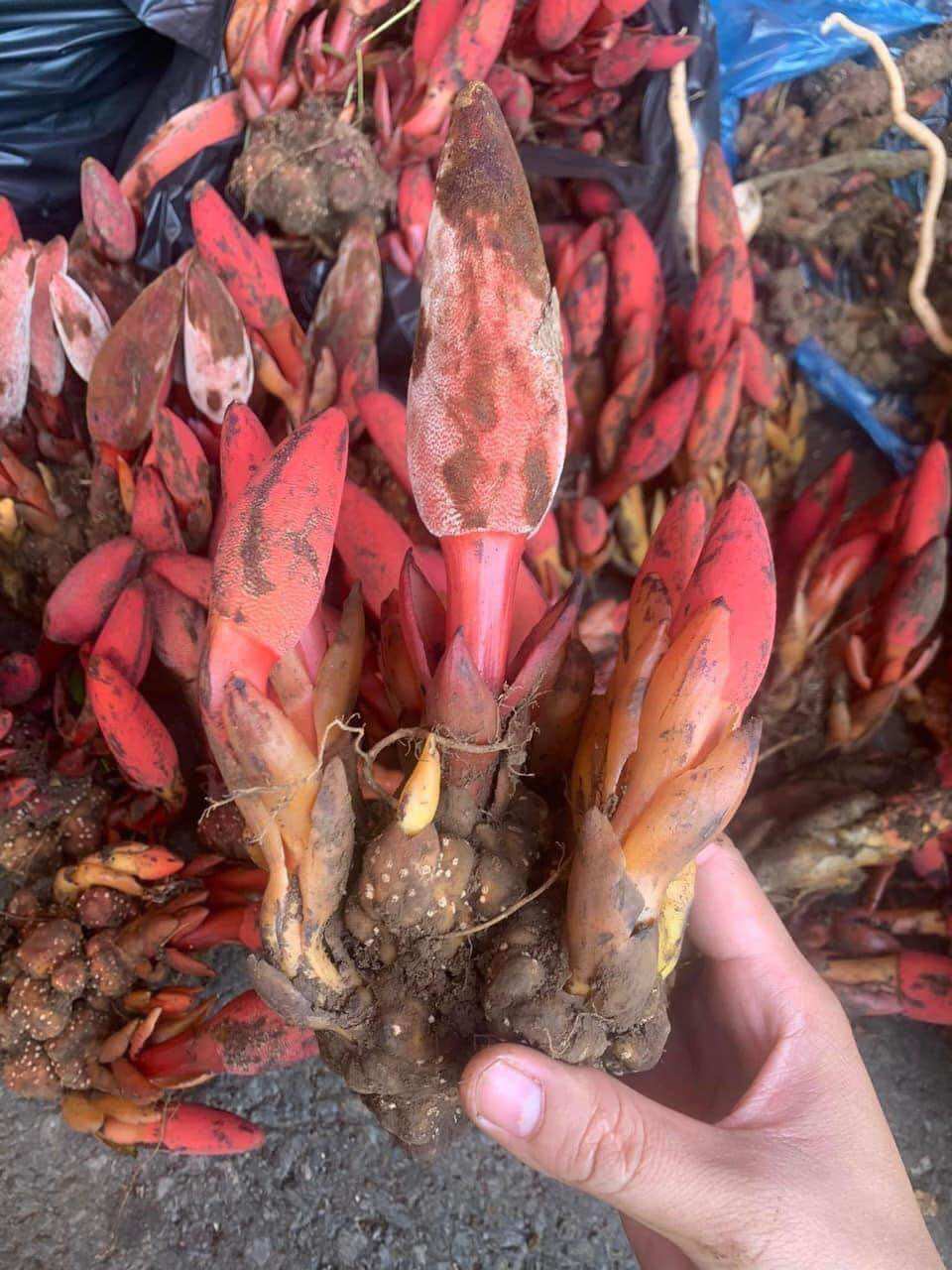 Nấm ngọc cẩu tươi 1kg - đặc sản tây bắc 333