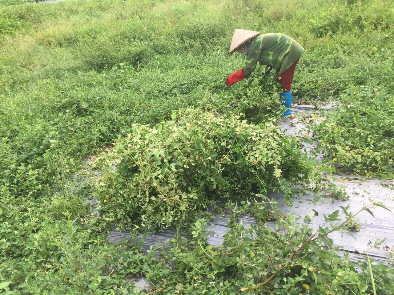 Cao cà gai Leo nguyên chất-100gram