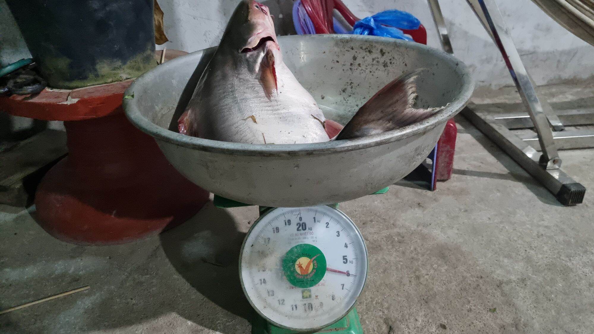 MỒI CÂU CÁ LĂNG DA TRƠN 500G