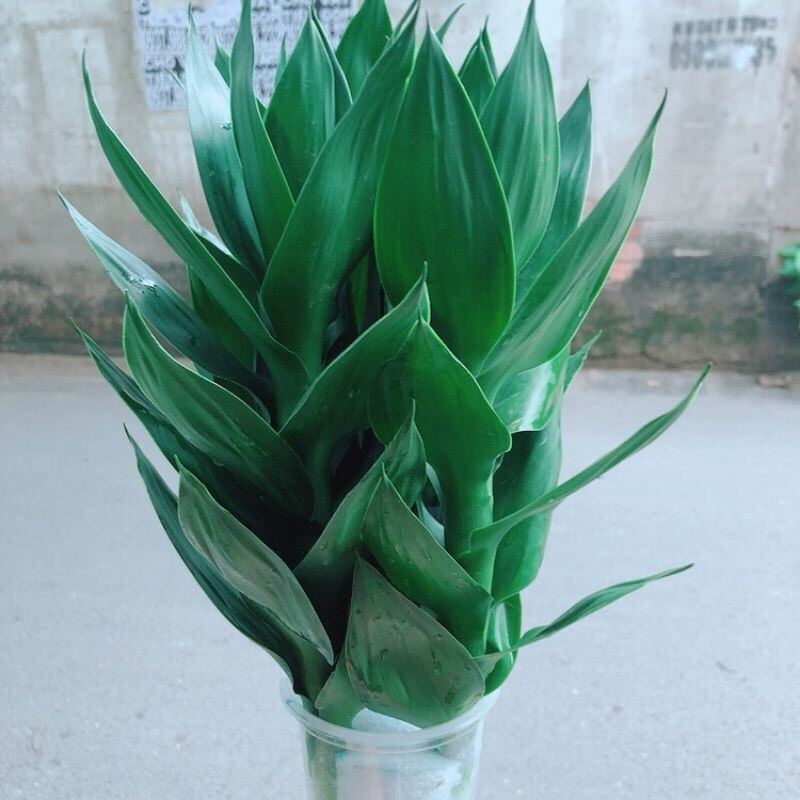 cành phát lộc