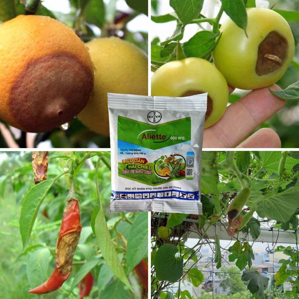Thuốc trị nấm bệnh Aliette