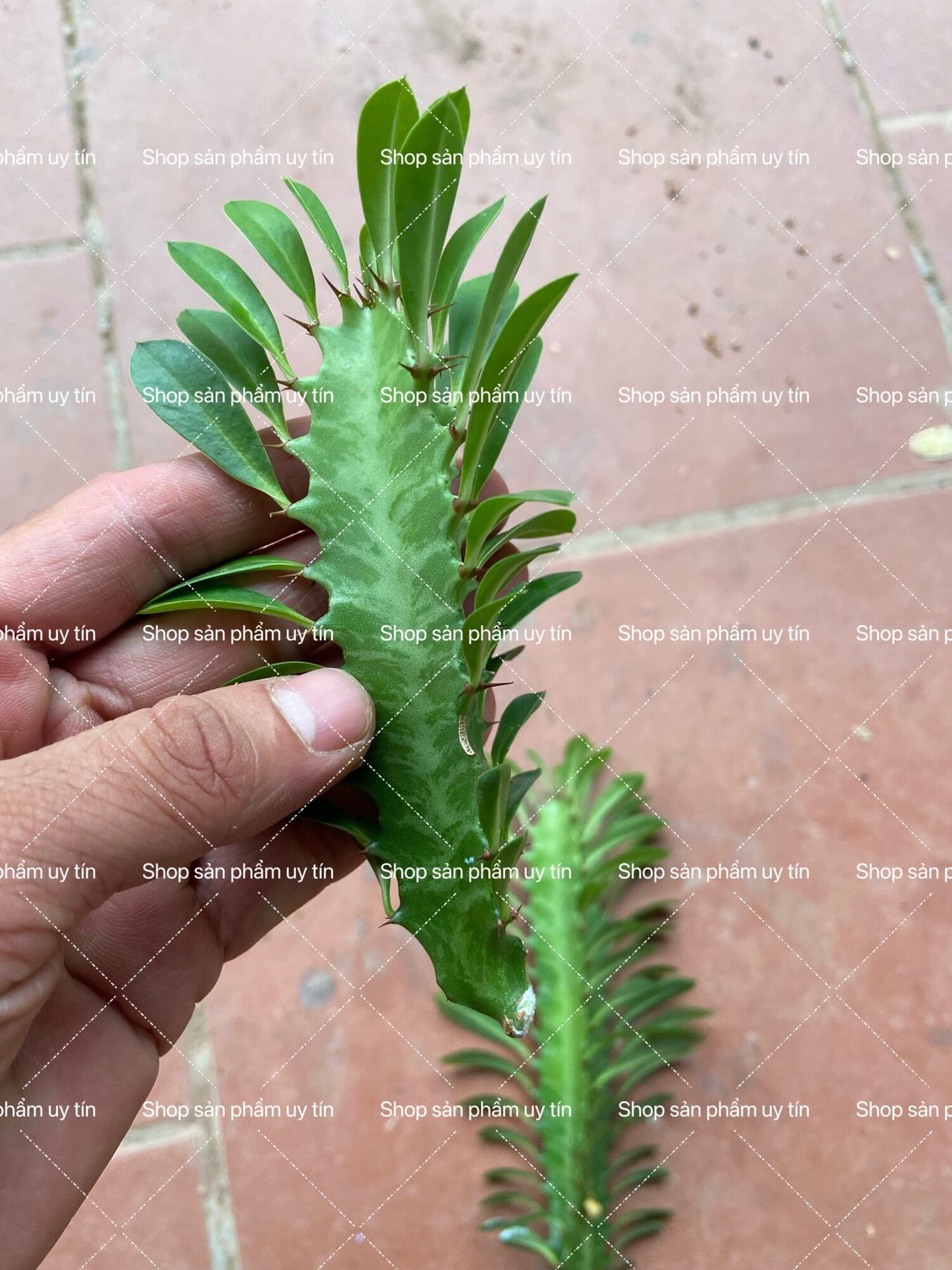 Xương rồng trang trí (xương rồng sưa châu phi) thân giống