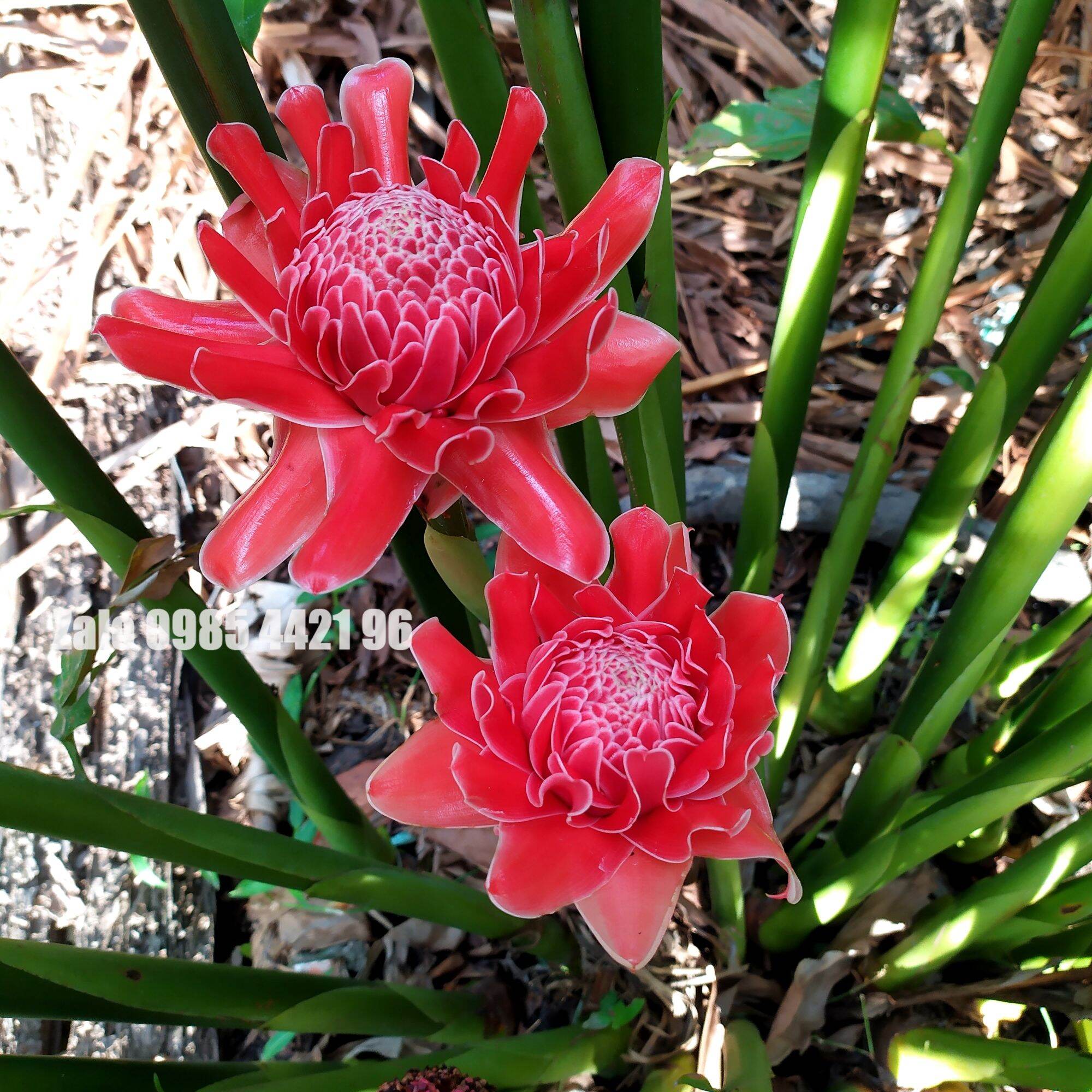 Combo 2 Củ Giống Hoa Sen Đa Lộc - hoa sen đất (củ giao TT như hình 2)