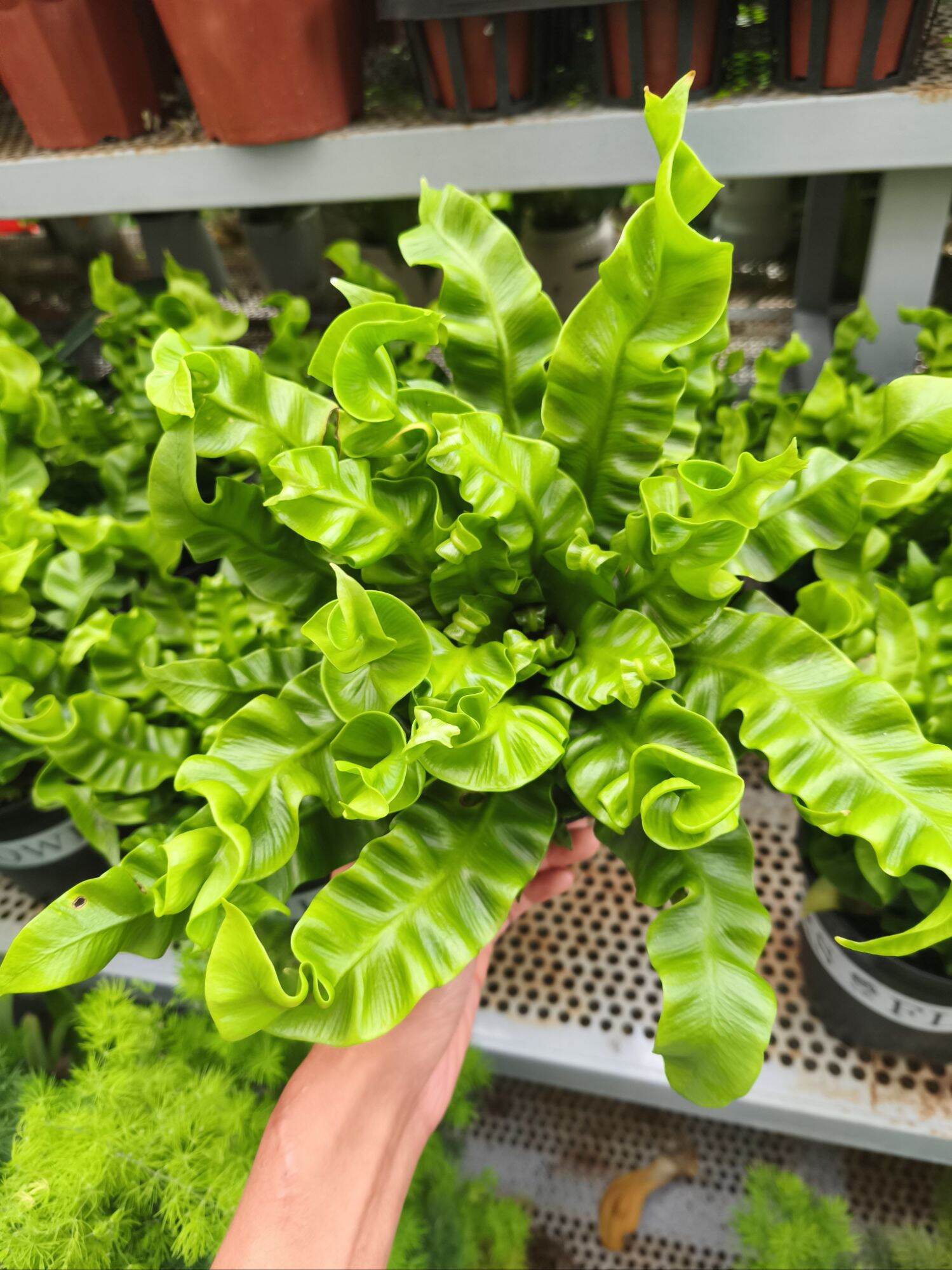Cây dương xỉ tổ phụng