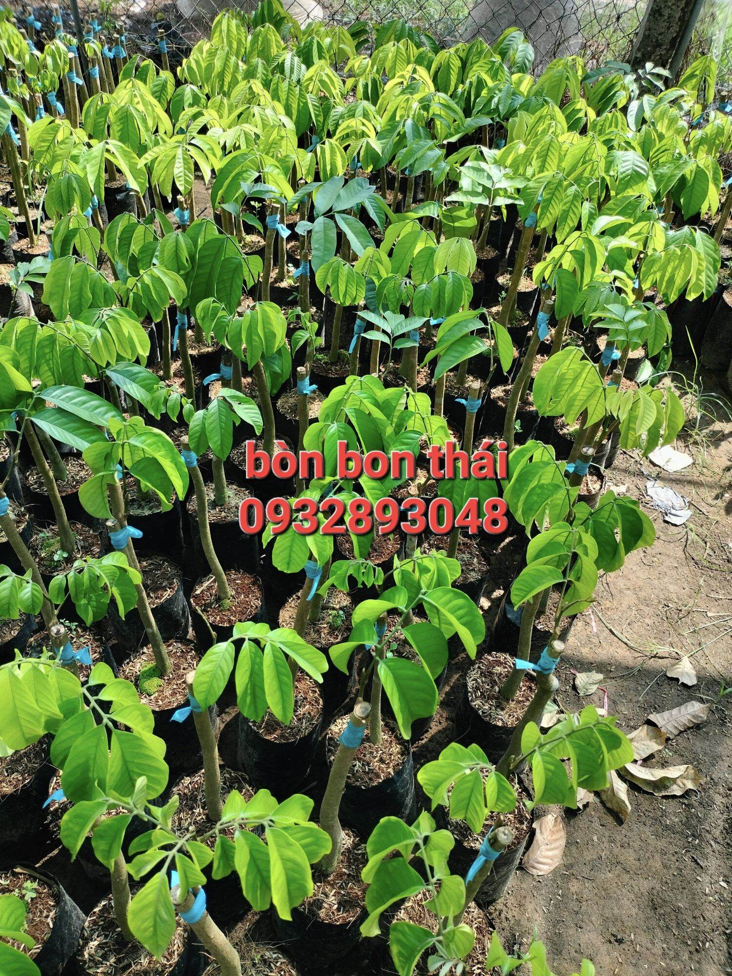 CÂY GIỐNG BÒN BON THÁI