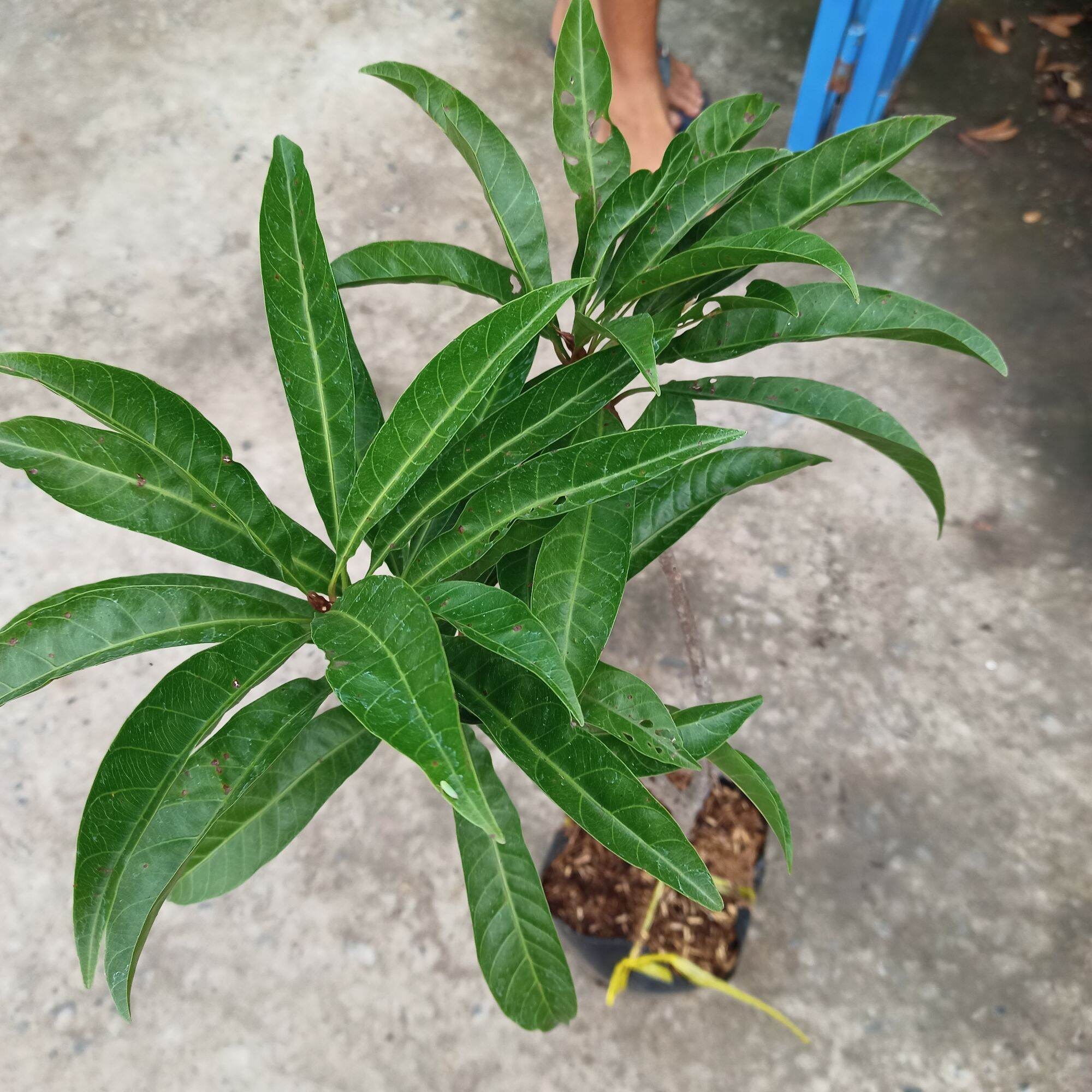 Cây giống lê ki ma thái