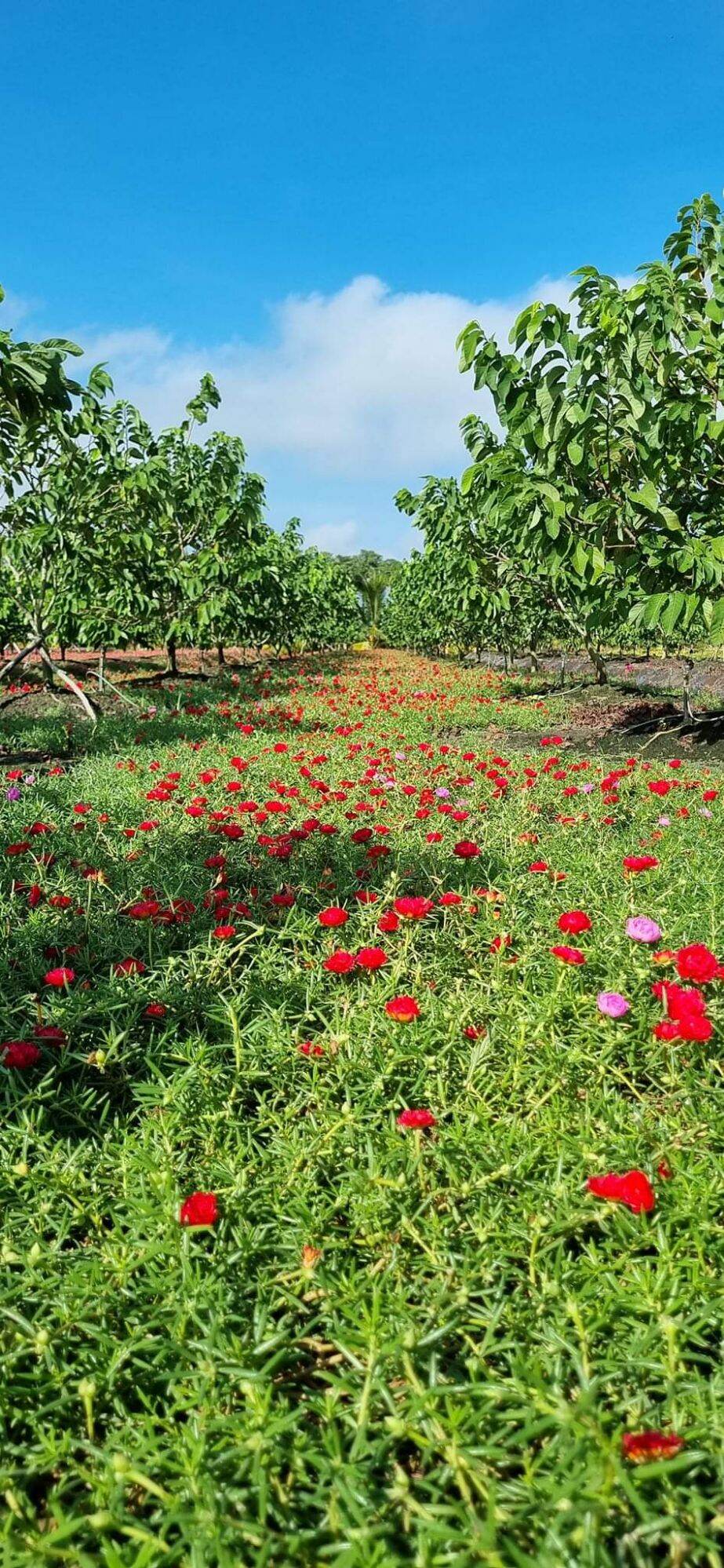 cành hoa mười giờ đỏ 1 ký