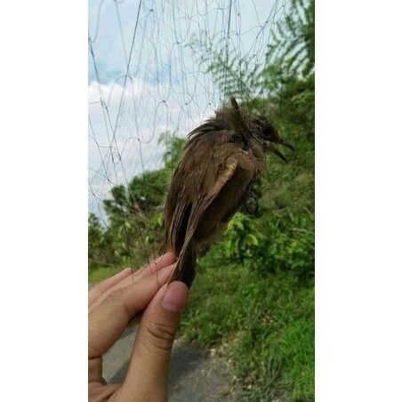 Lưới bẫy chim tàng hình Thái Lan