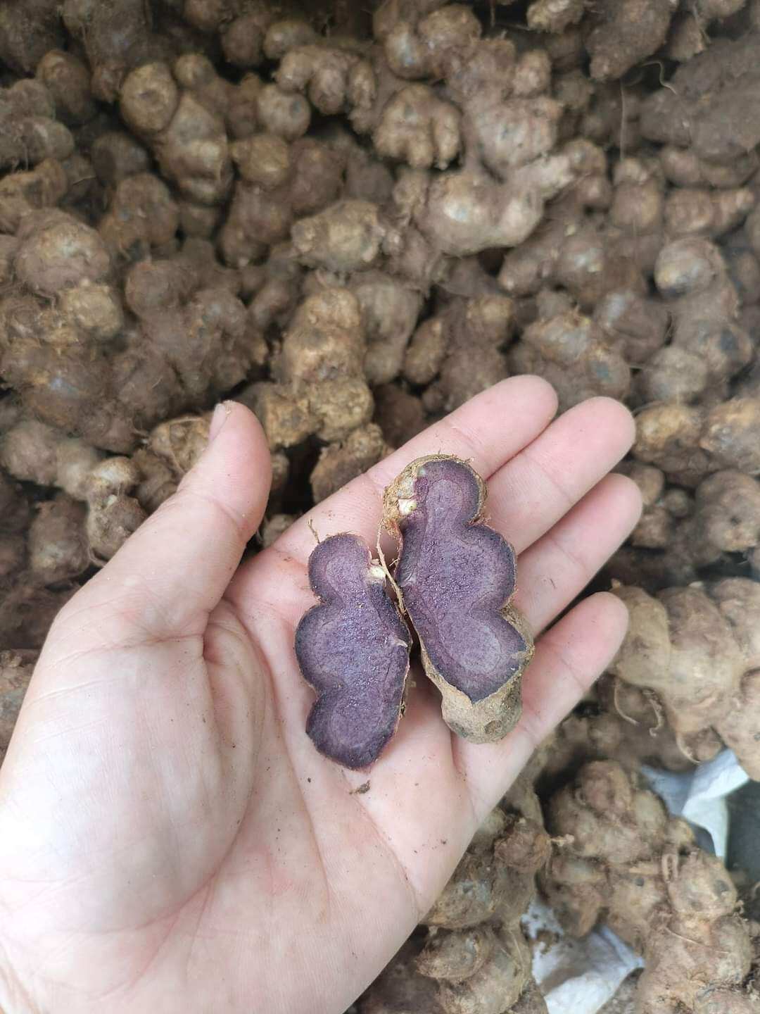 gừng đen (ngãi đen) củ mọc lâu năm 500g