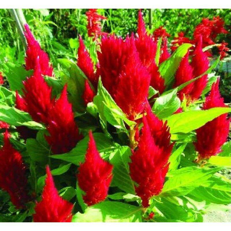 Hạt giống hoa mào gà đuôi phụng đỏ.