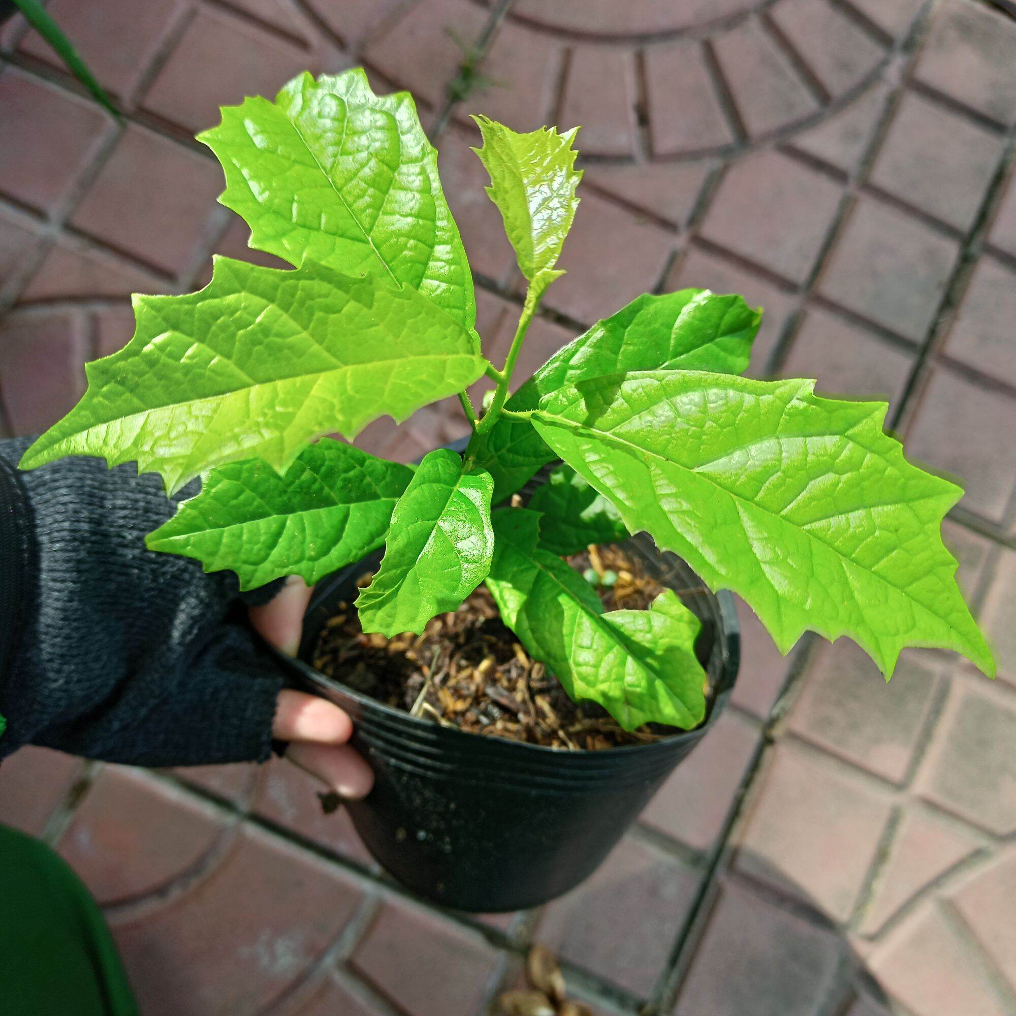 Cây giống xạ đen