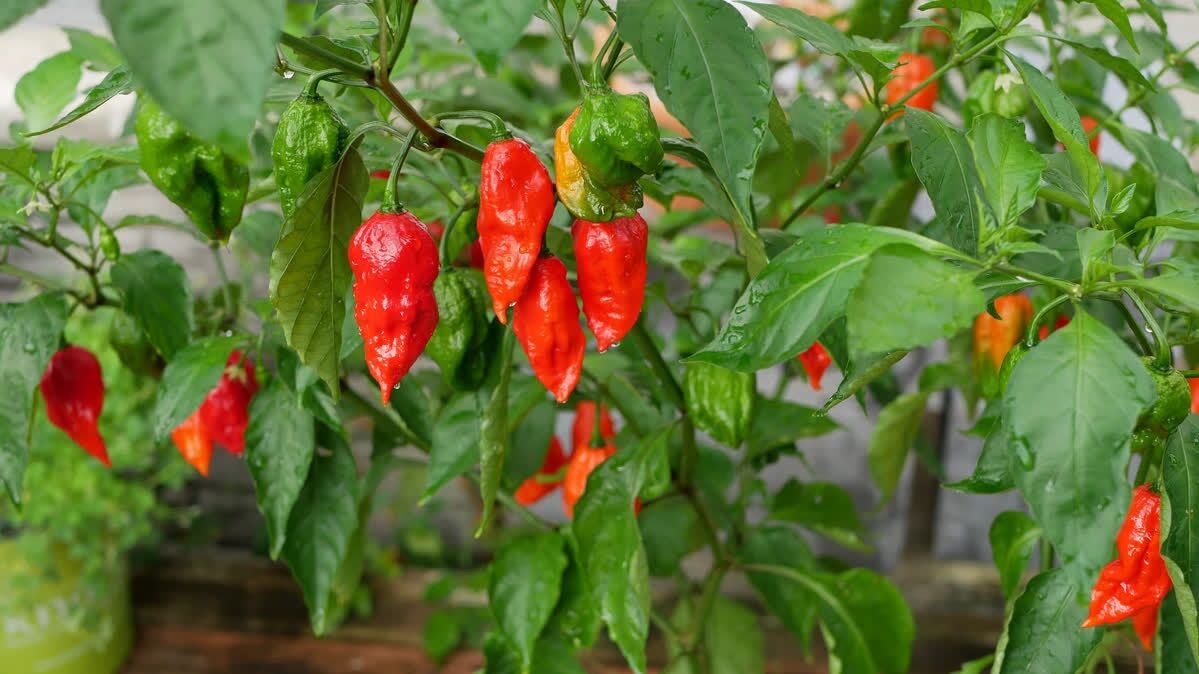 HẠT GIỐNG ỚT GHOST SIÊU CAY NHẬP MỸ GÓI 10/15 HẠT