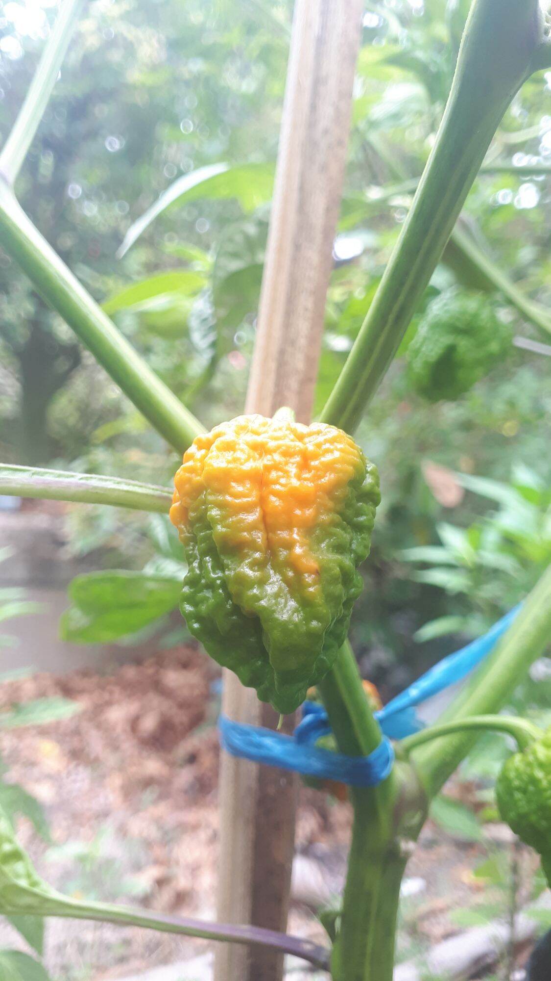 10 HẠT GIỐNG ỚT CAY CAROLINA REAPER