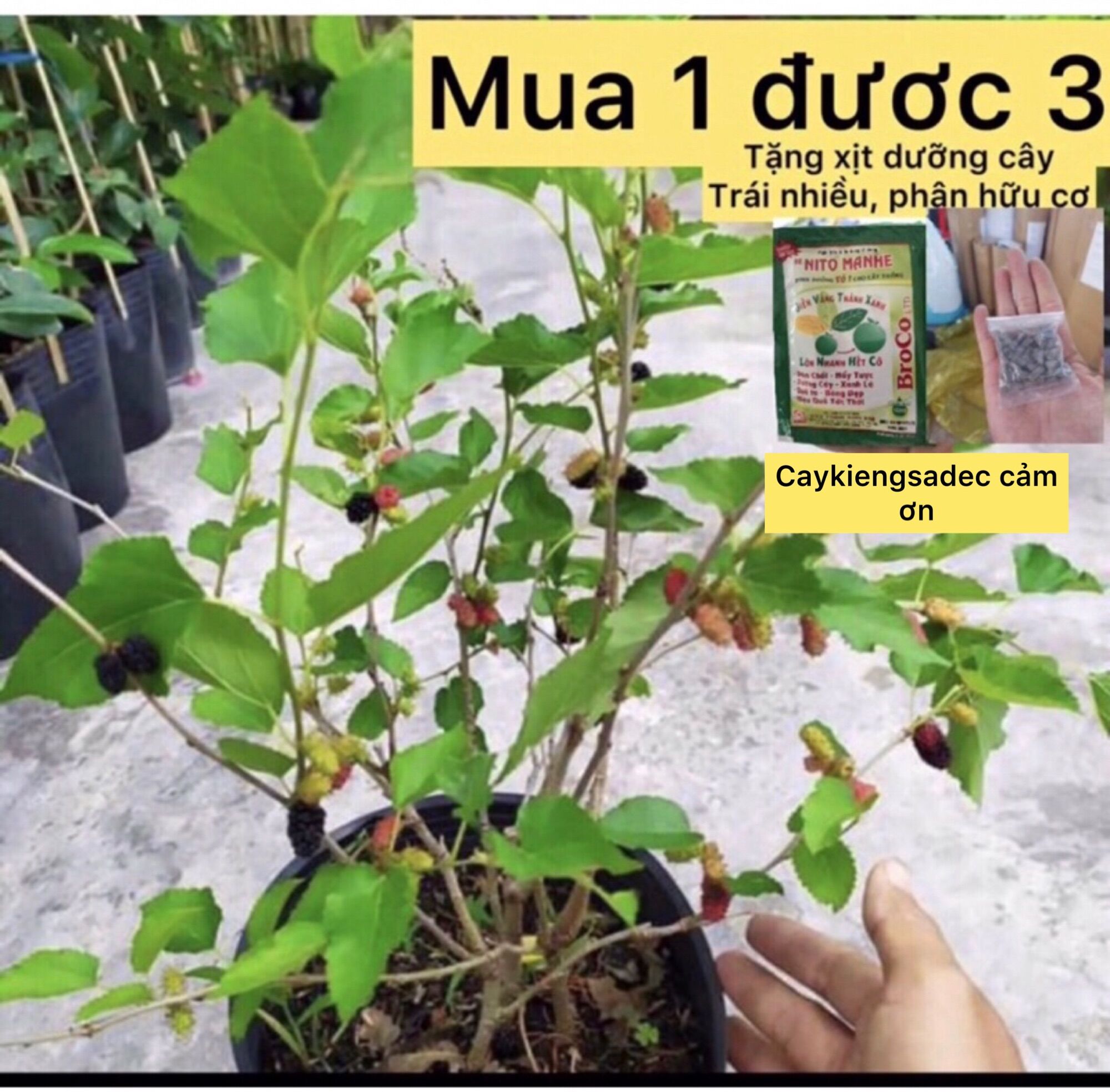 Caykiengsadec -Cây dâu tằm+ tặng phân bón – Moraceae -hoa kiểng - trang trí nội thất cảnh quan sân vườn ngoài trời